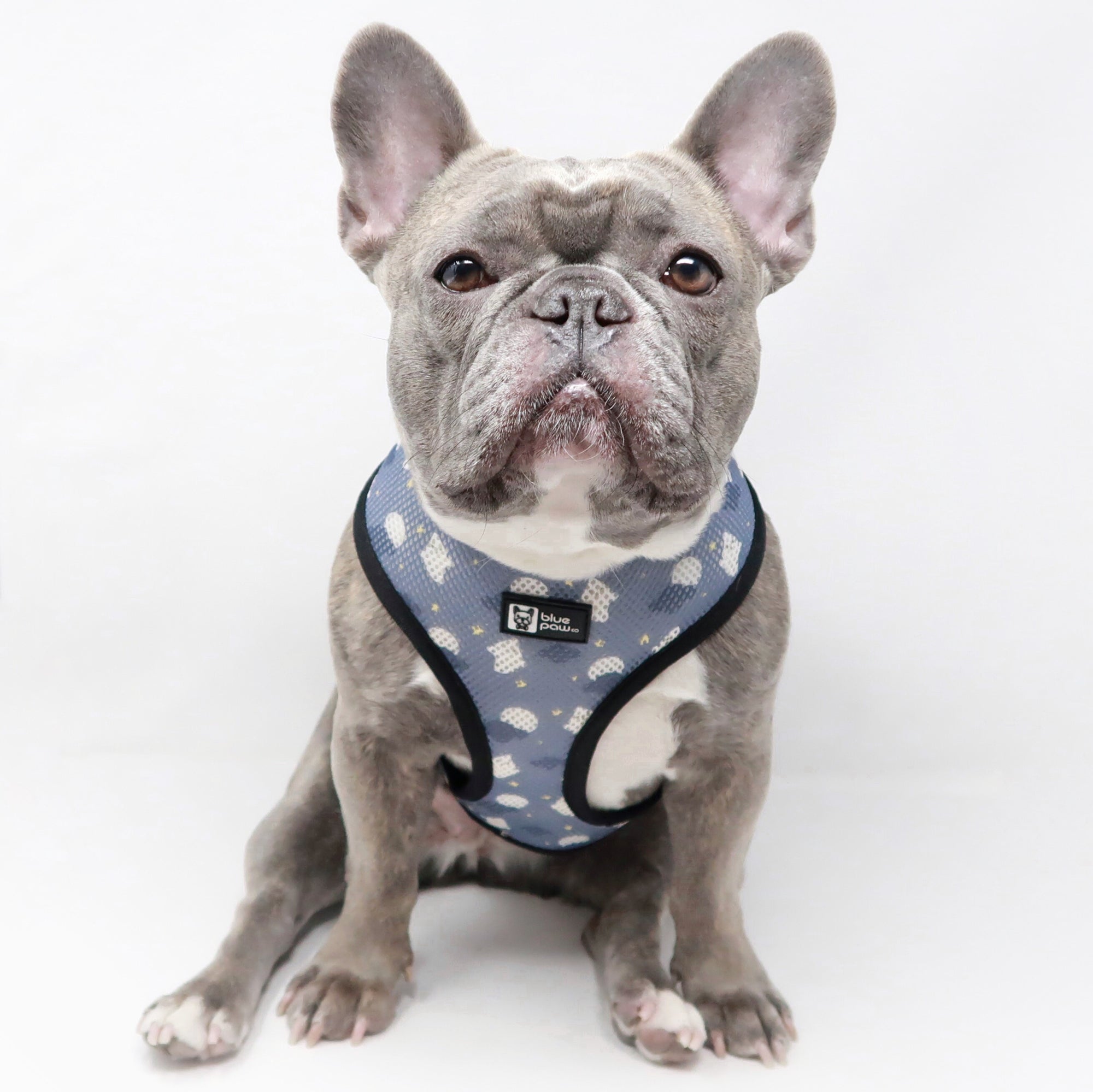 Reversible Dog Harness - Milky Way (Blue Paw Co. - FINAL SALE)