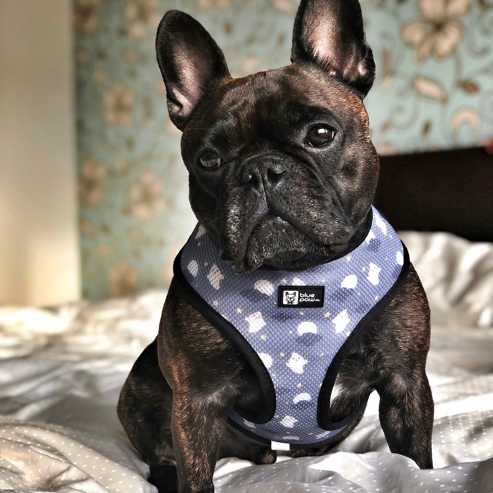 Reversible Dog Harness - Milky Way (Blue Paw Co. - FINAL SALE)