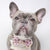 Dog Collar - Piece of Cake (Blue Paw Co. - FINAL SALE)