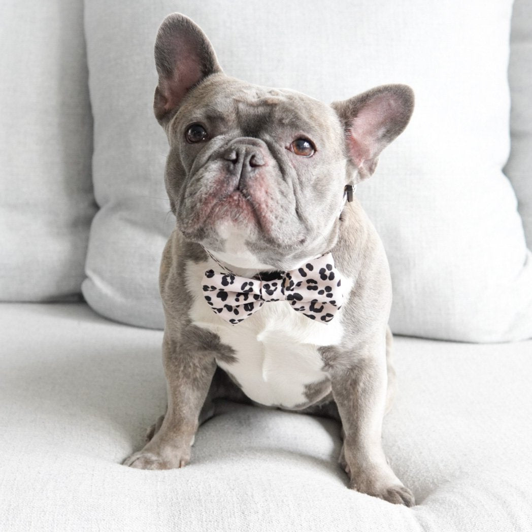 Dog Bow Tie - Leopard (Final Sale)