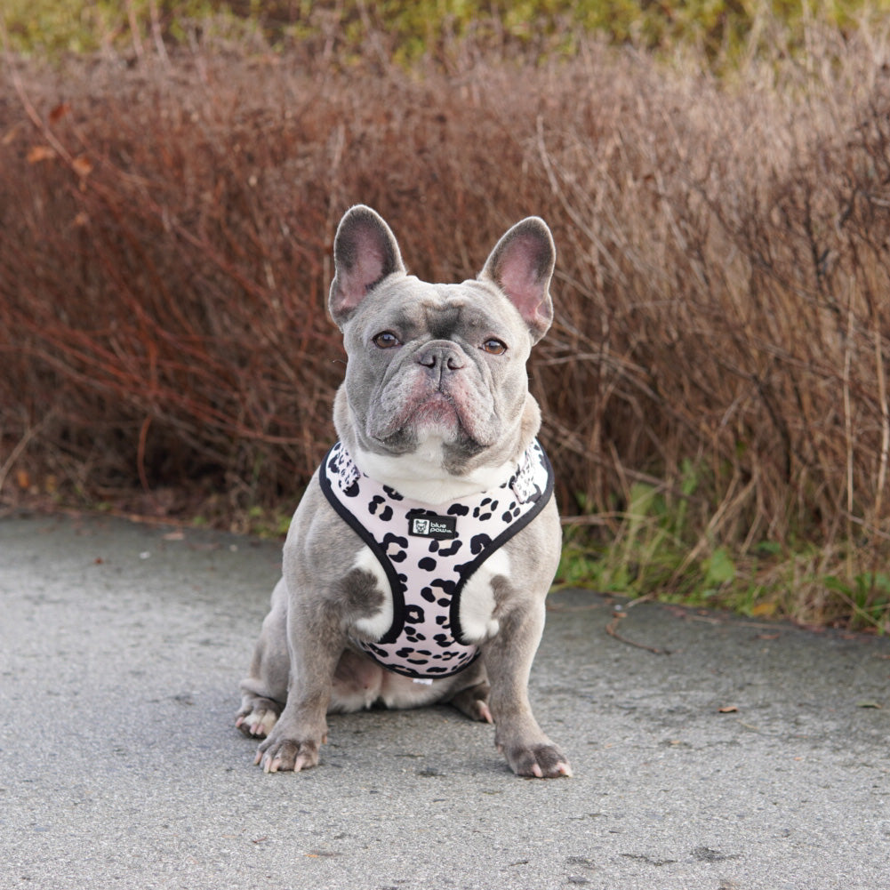 Adjustable Dog Harness - Leopard (Blue Paw Co. - FINAL SALE)