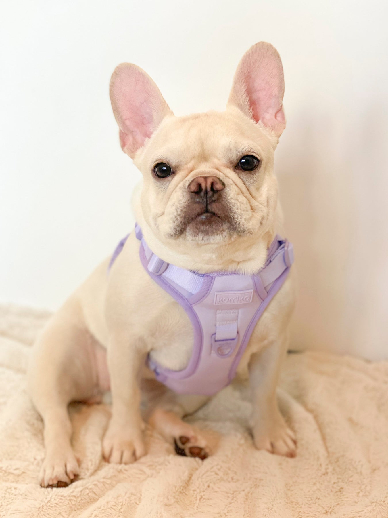 Exploration Lite No-Pull Dog Harness - Lilac (Final Sale)