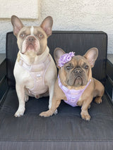 Exploration Lite No-Pull Dog Harness - Lilac (Final Sale)