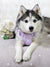 Exploration Lite No-Pull Dog Harness - Lilac