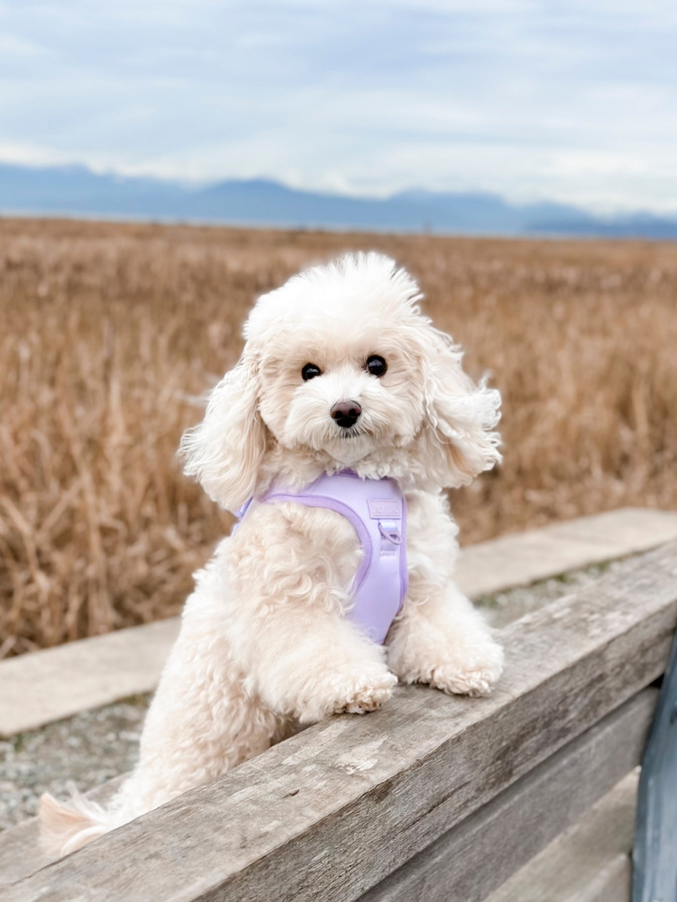 Step-In Dog Harness - Lilac