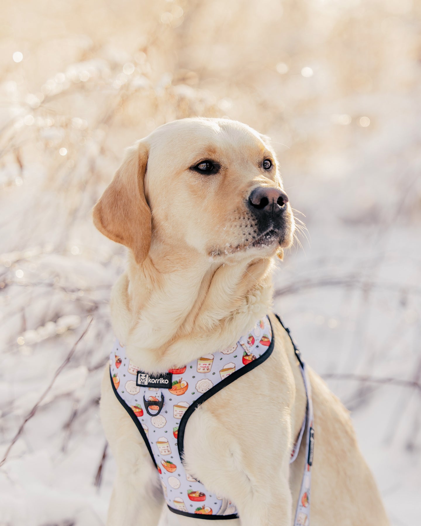 Adjustable Dog Harness - Ramen