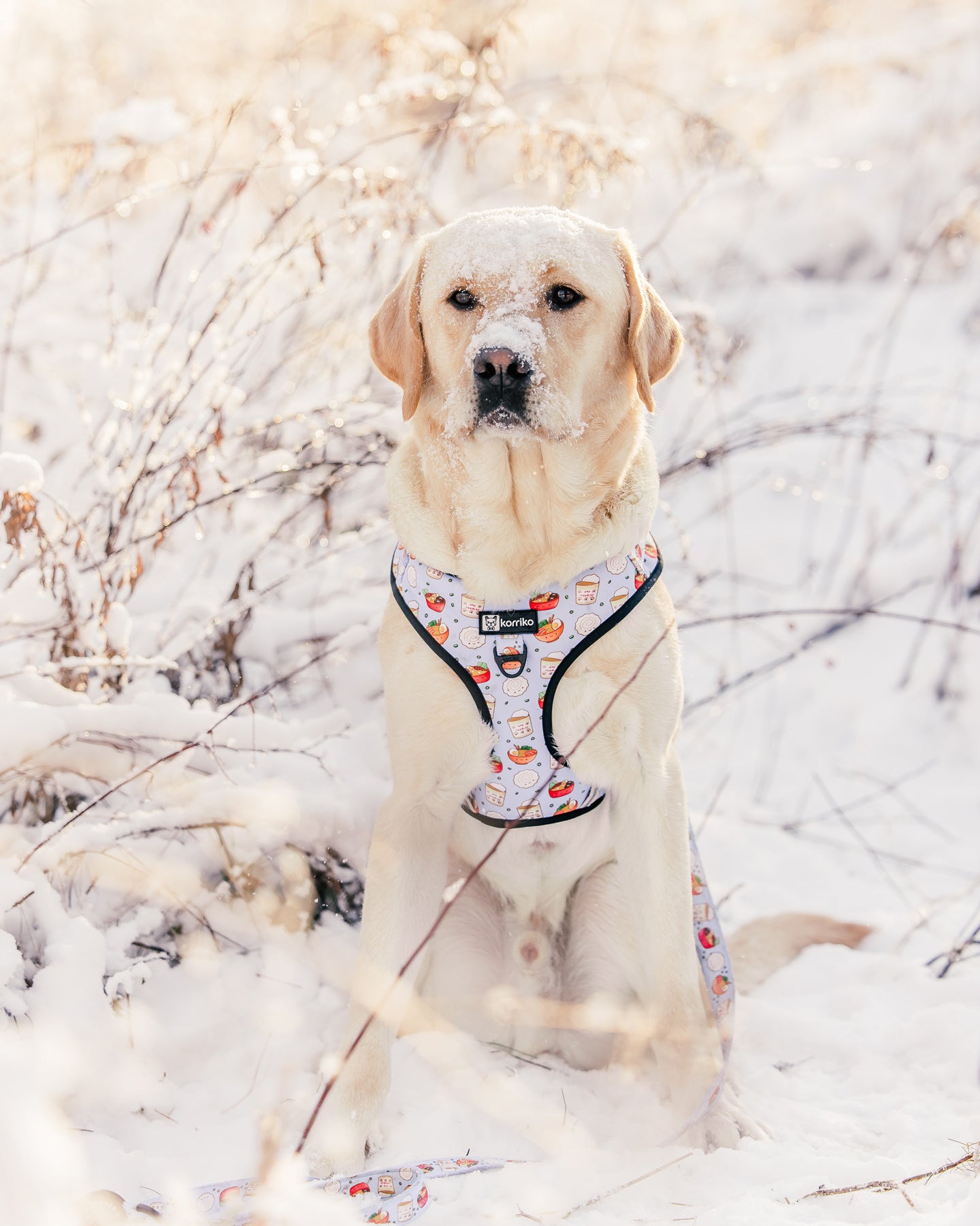 Adjustable Dog Harness - Ramen