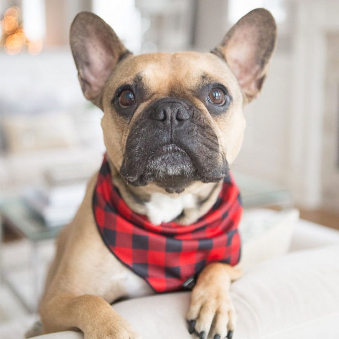 Dog Bandana - Ruffalo Plaid - Blue Paw Co.