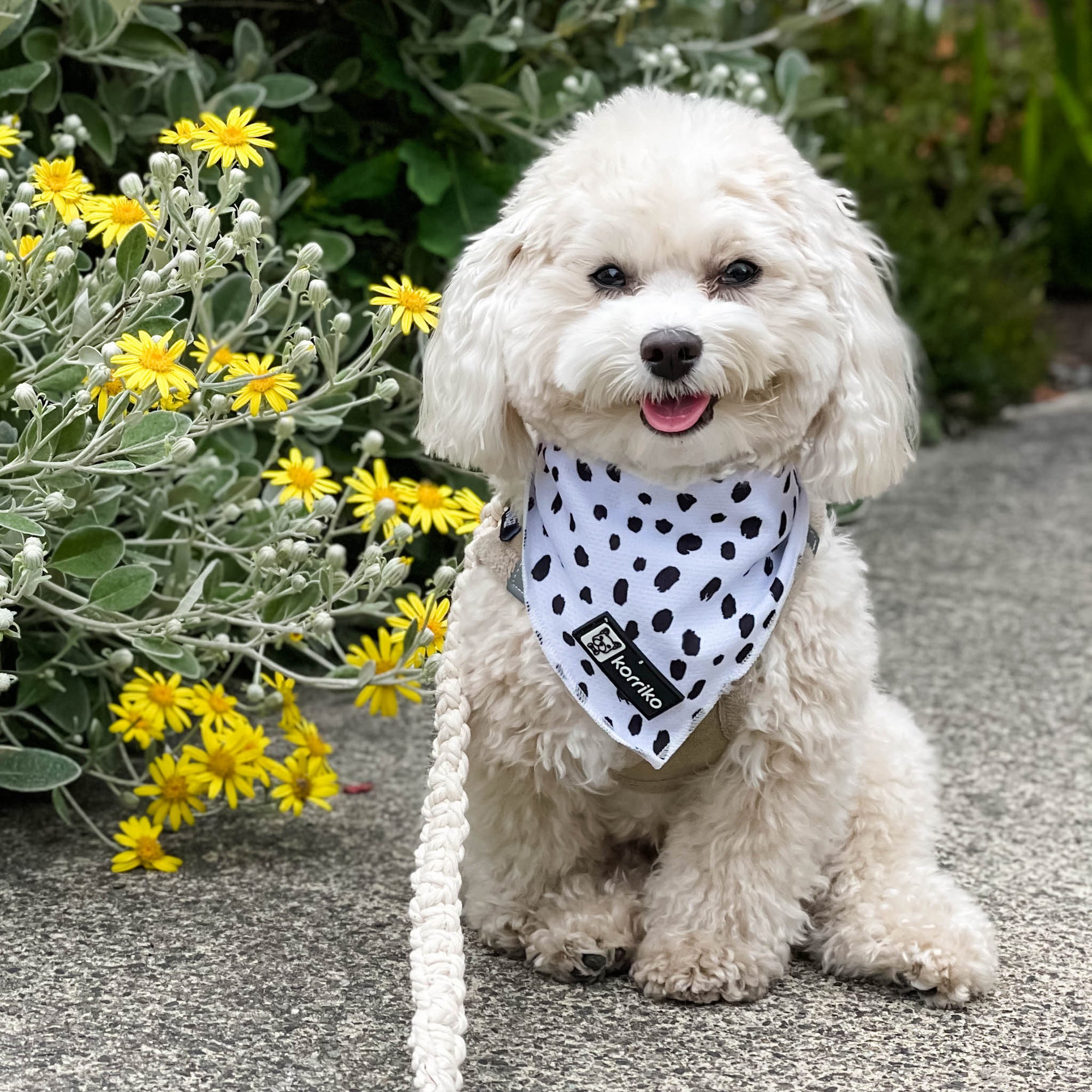 Cooling Dog Bandana - Spotted (Final Sale)