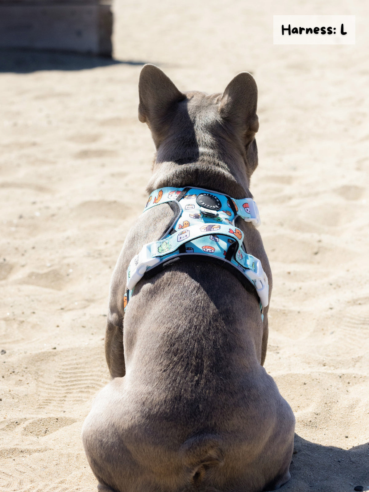 French bulldog harness outlet australia