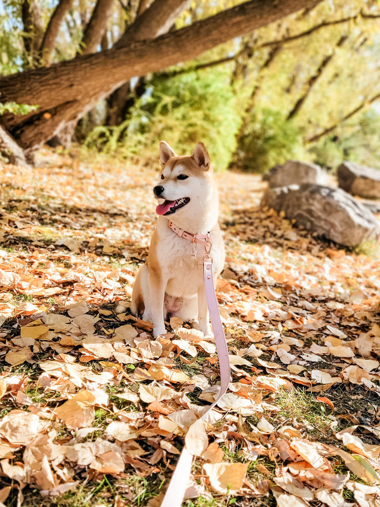 Signature Collar & Leash Set - Blush Pink (Final Sale)