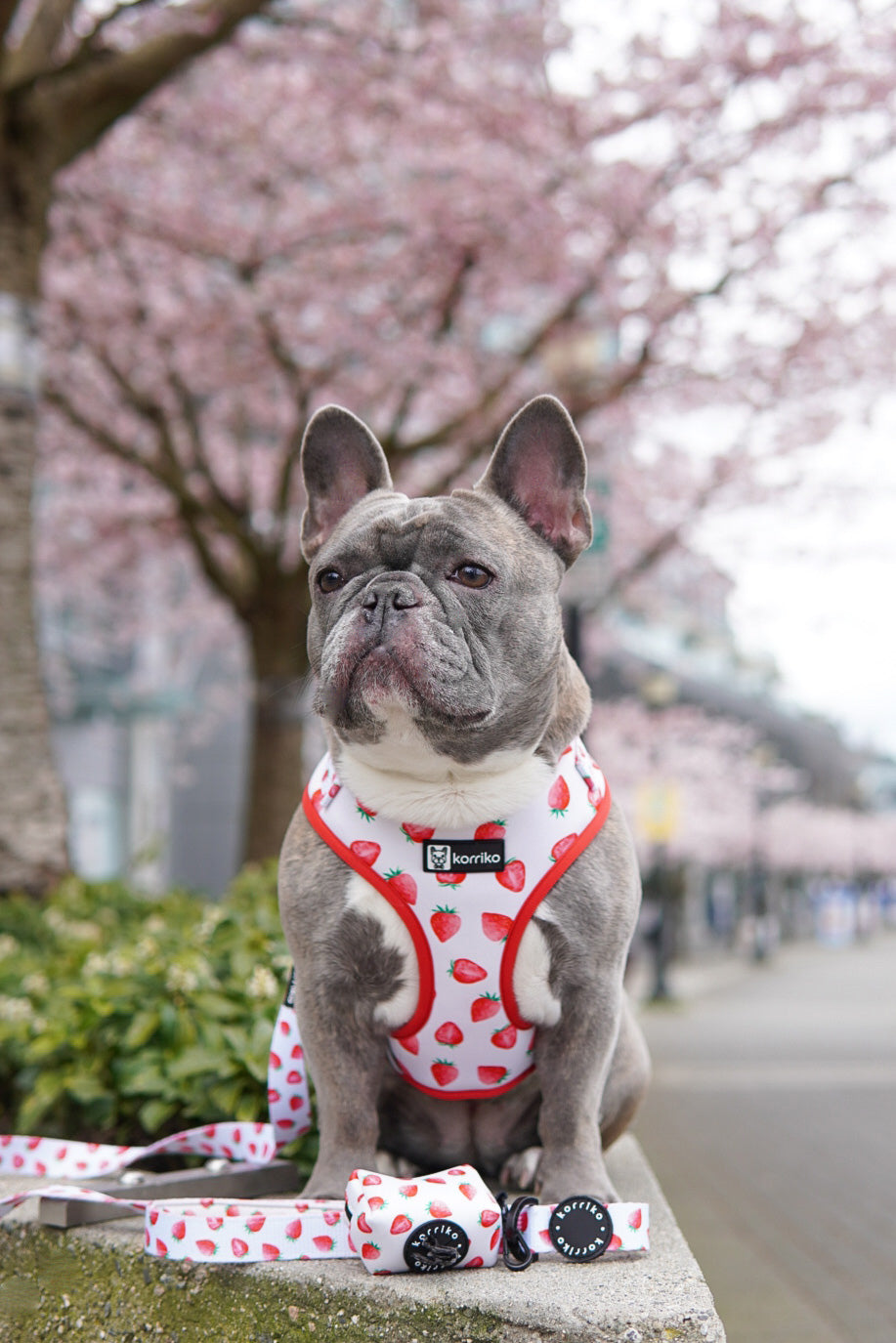 Adjustable Dog Harness - Strawberries & Cream