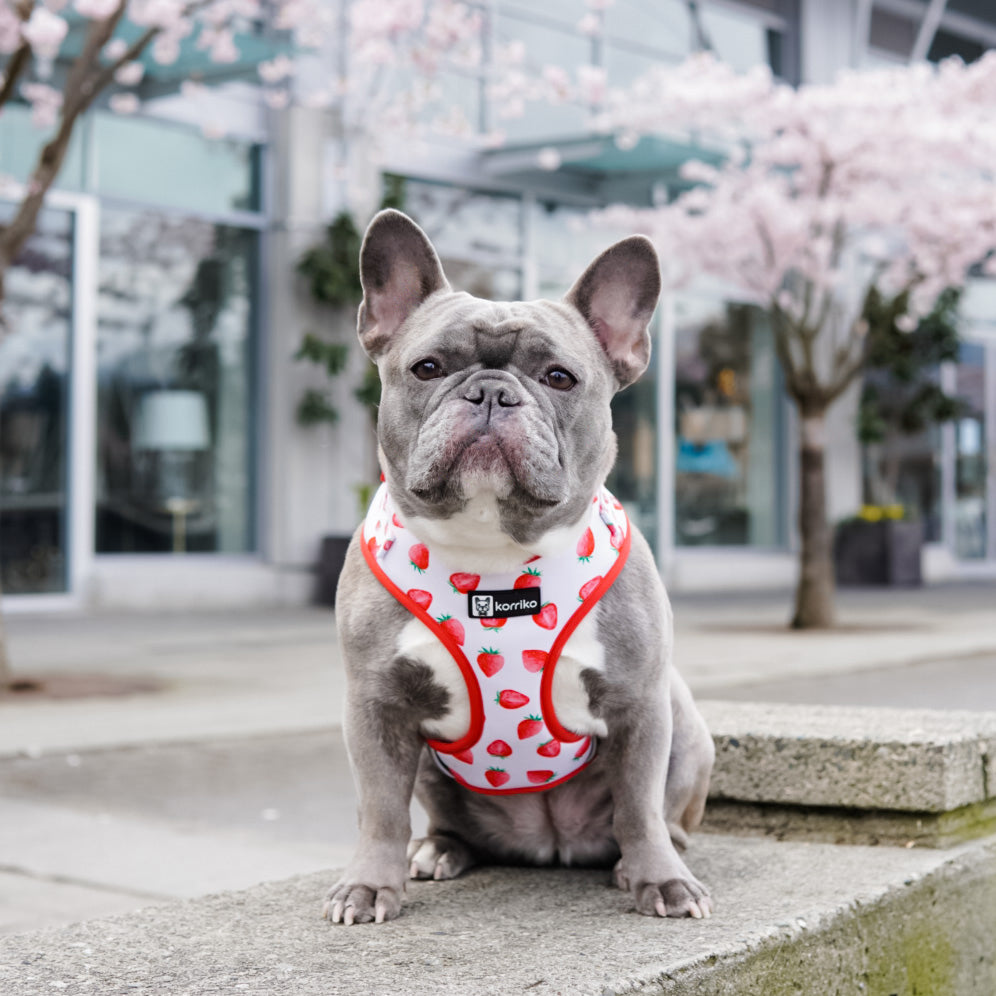 Adjustable Dog Harness - Strawberries & Cream