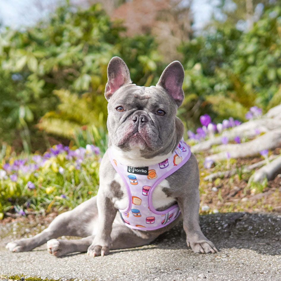 Adjustable Dog Harness - Peanut Butter Jelly